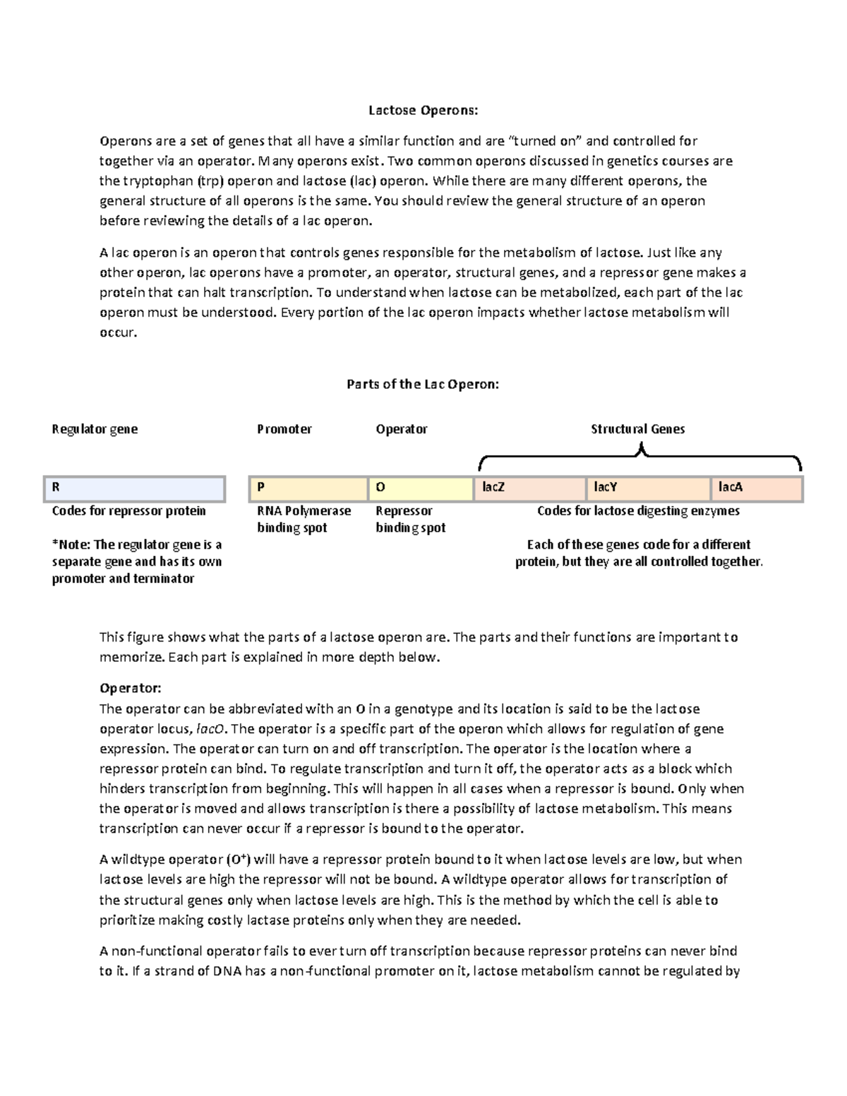 Lac Operon Activity Guide: Understanding Gene Regulation in Genetics ...