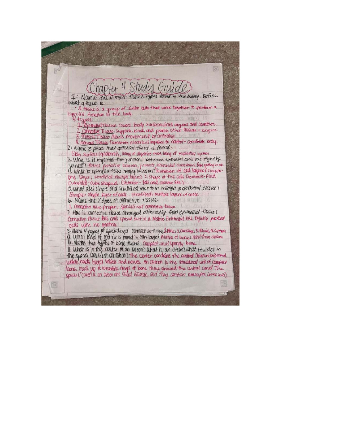 Final Exam Study Guide: Human Tissue Types and Functions (XXX123) - Studocu