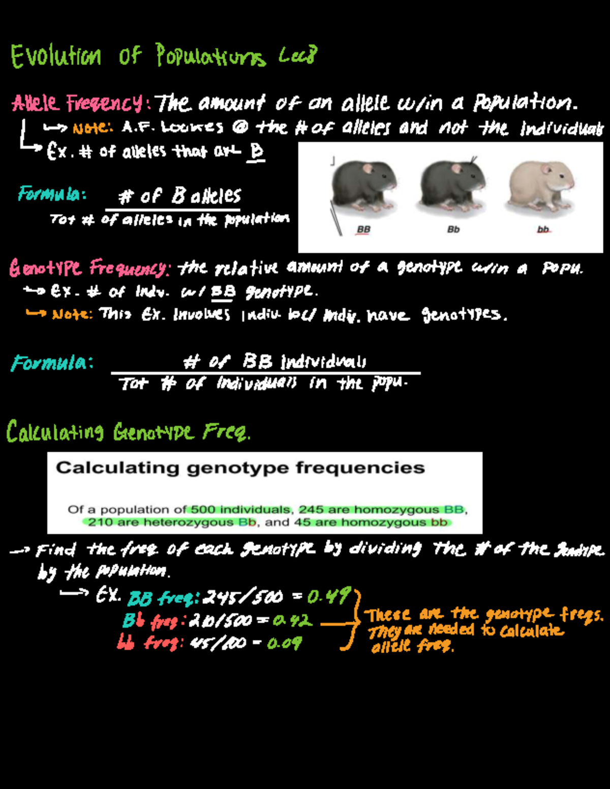 Evolution of Populations: Allele and Genotype Frequencies EX - Studocu