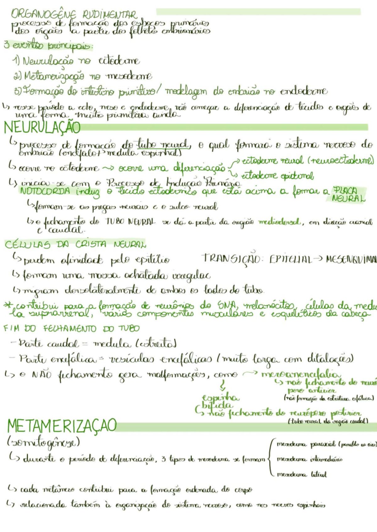 Organogênese Rudimentar: Formação dos Órgãos e Diferenciação ...
