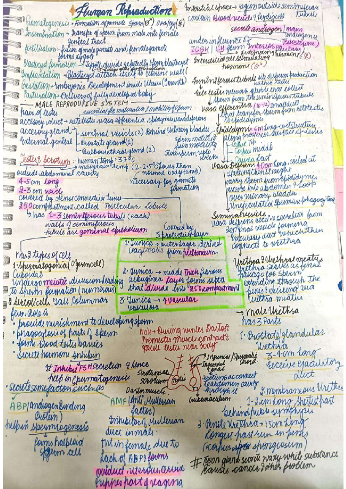 Reproduction in Humans: NEET Notes on Gametogenesis and Development ...