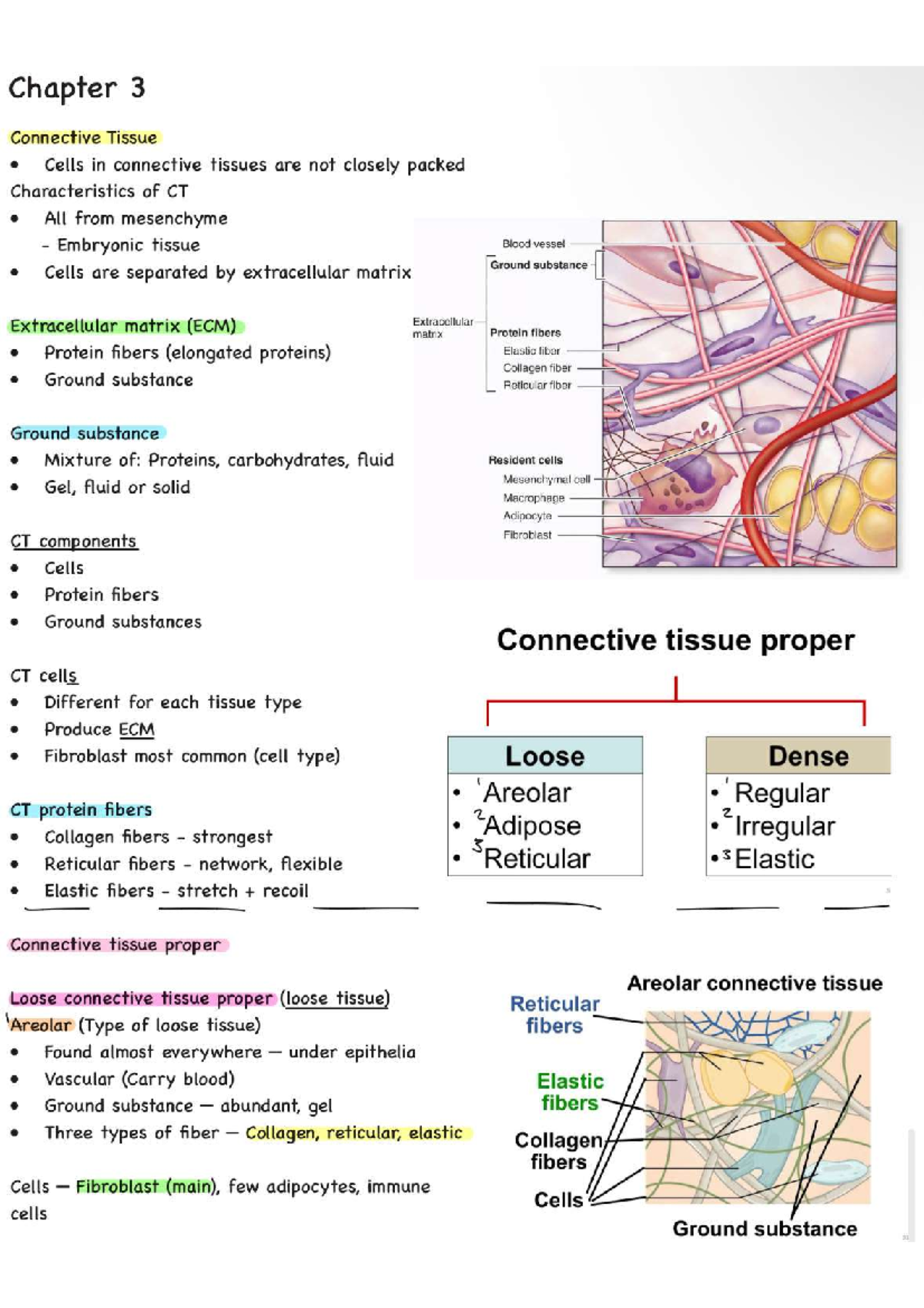 Final Exam Study Guide for Course XYZ 101: Connective Tissue Cells ...