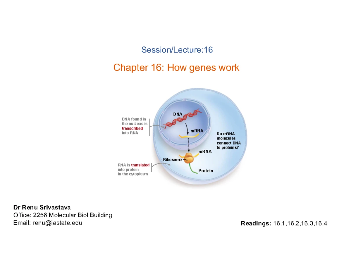 Chapter 21: Genes & Development Overview - Sp24 Lecture Notes - Studocu