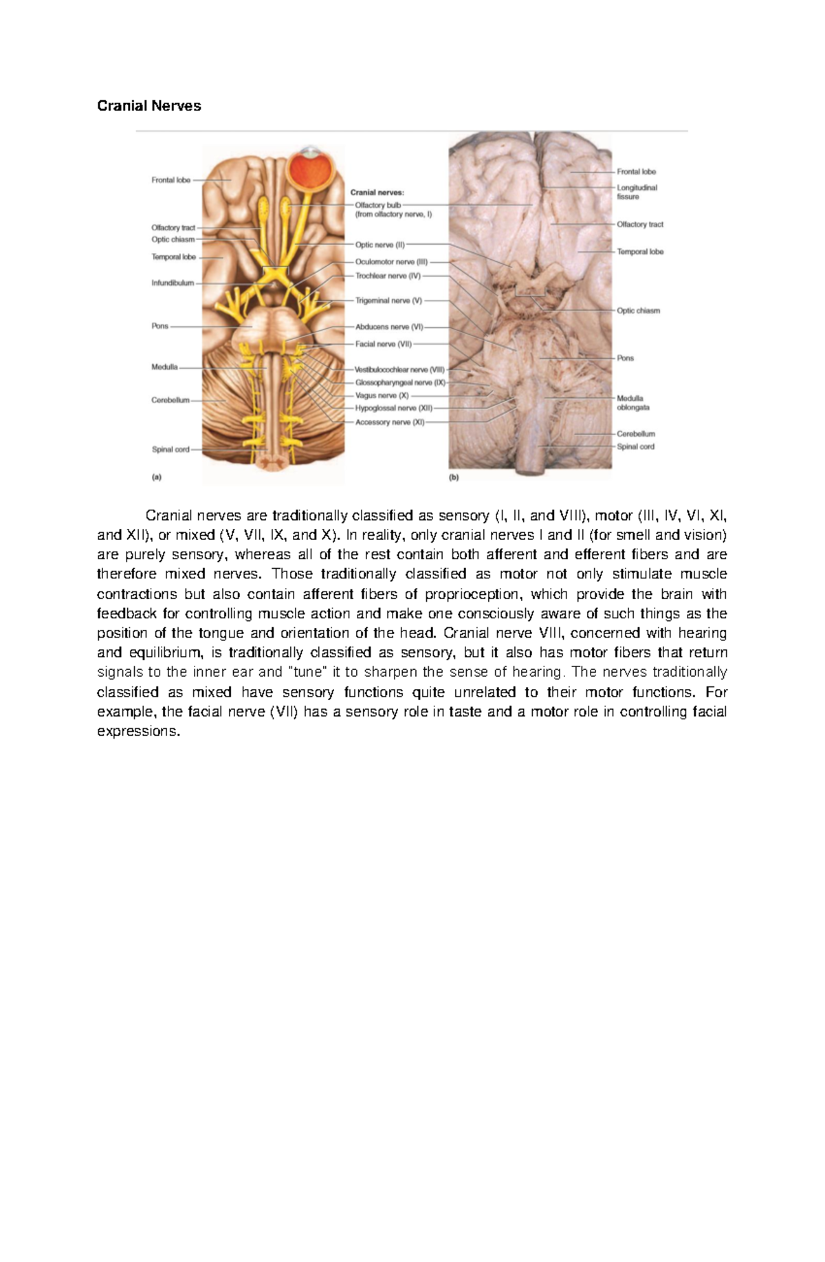 Cranial Nerves - Lecture Notes 1: Functions and Classifications - Studocu