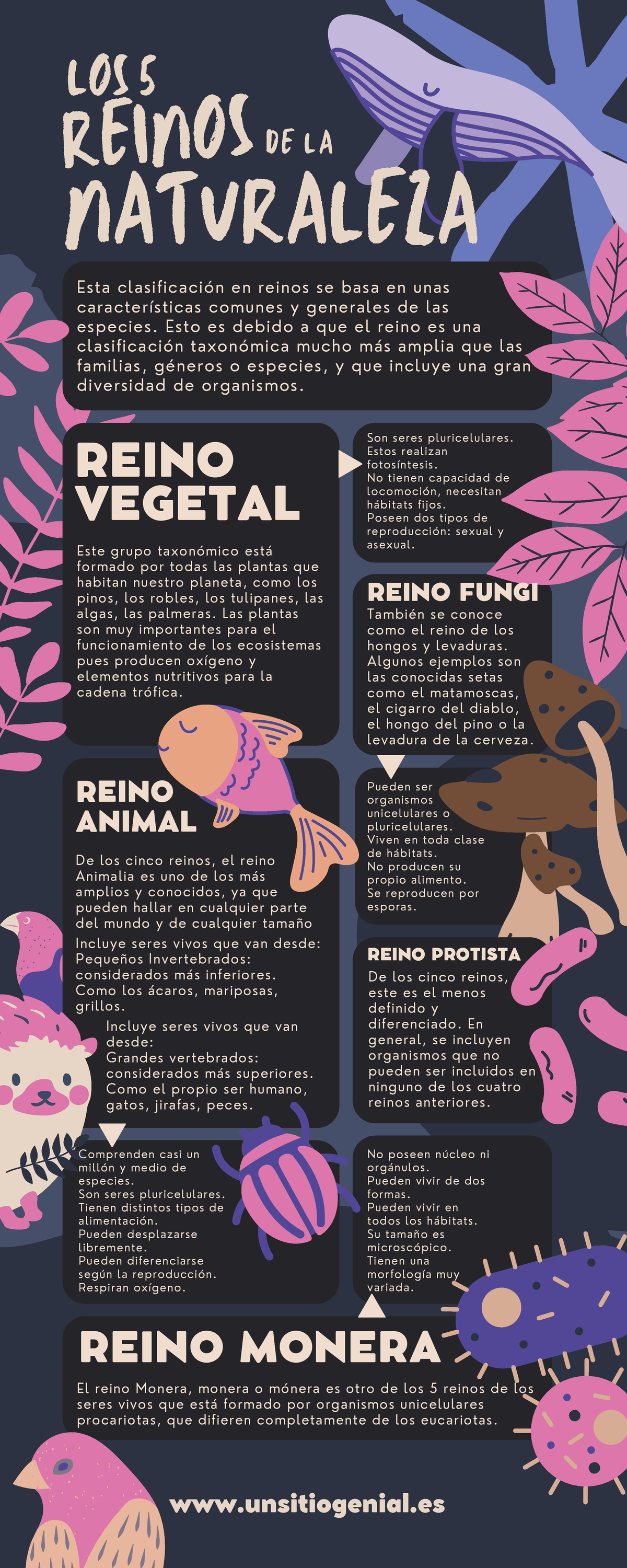 Reinos de la Naturaleza: Fungi, Vegetal, Animal, Monera, Protista - Studocu