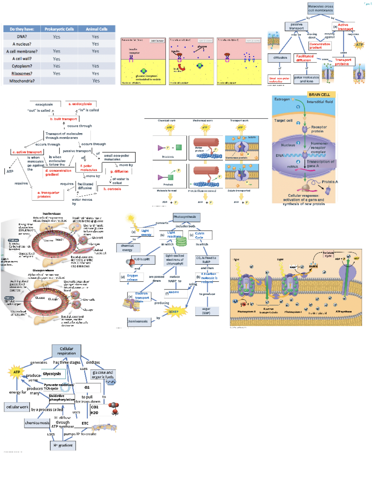 BIO101 Comprehensive Study Guide for Exam Preparation - Studocu