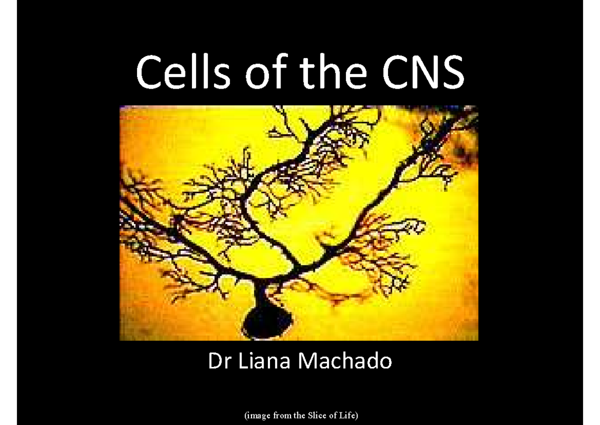 CNS Cells Overview: Neurons & Glial Cells - Notes for 2. Brain Cells ...
