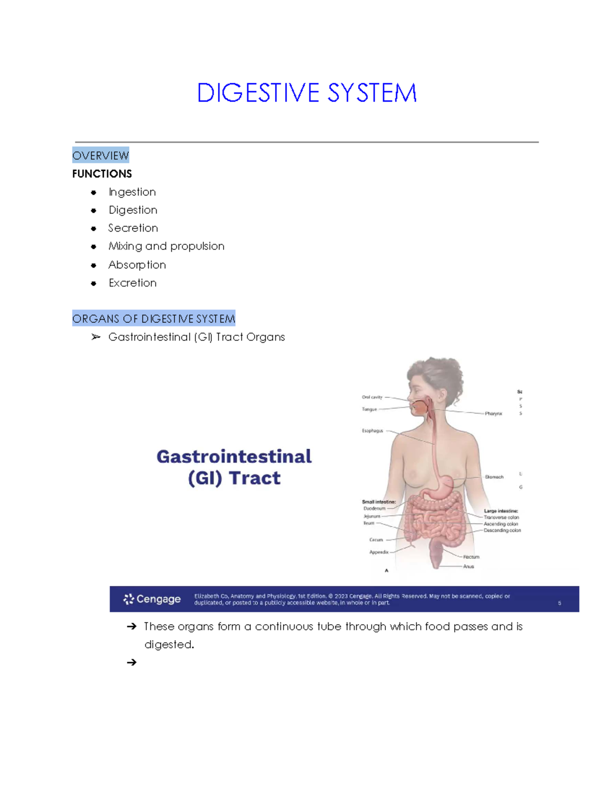 DIGESTIVE SYSTEM OVERVIEW: FUNCTIONS & ORGANS (BIO 101) - Studocu