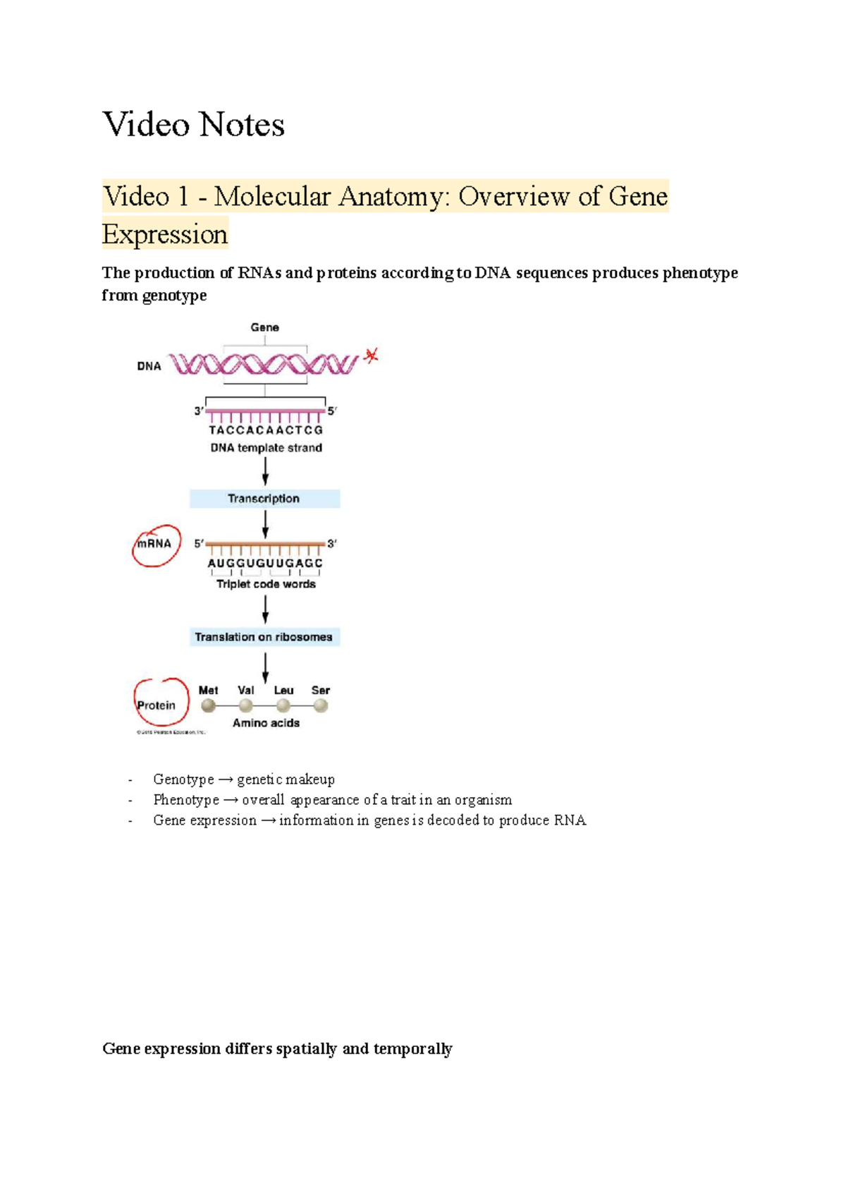 Video Notes: Molecular Anatomy & Gene Expression Overview (Week 3 ...