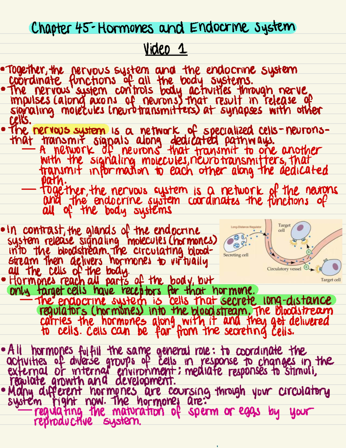 Chapter 45 - Hormones and the Endocrine System Overview - Studocu