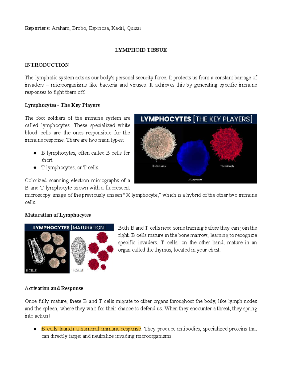 Lymphoid Tissues: Immune System Overview and Key Functions - Studocu
