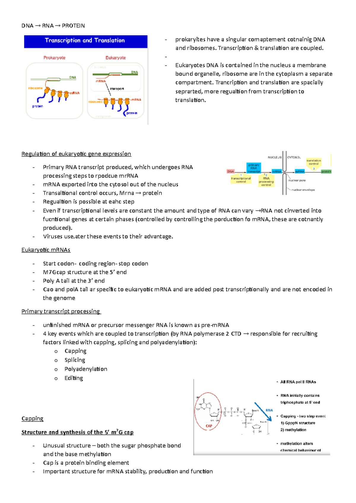 CMB2001 7 - Lecture notes 7 - DNA ® RNA ® PROTEIN prokaryites have a ...
