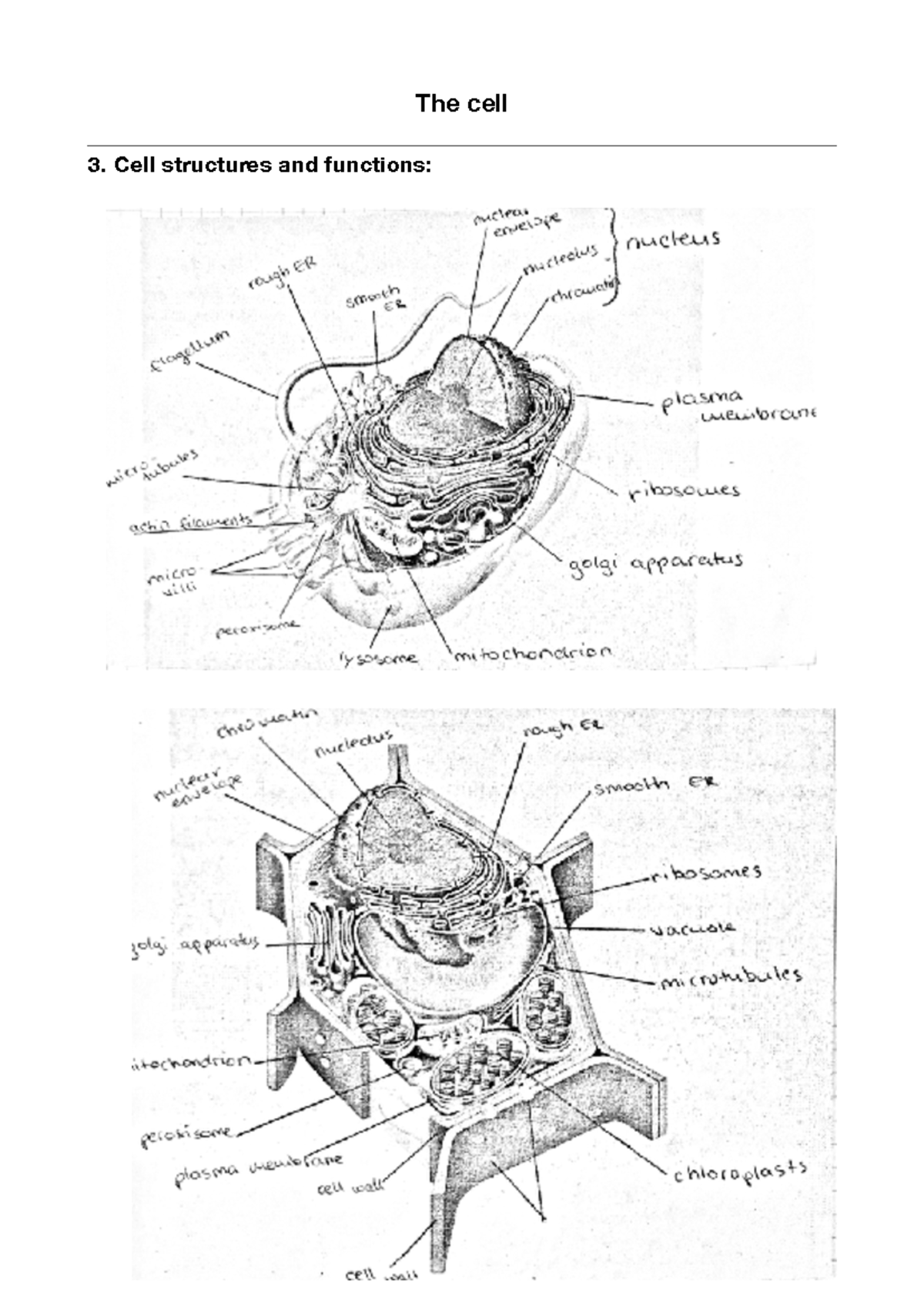 3. Cell structures and functions - The cell 3. Cell structures and ...