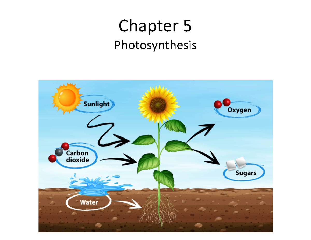Chapter 5: Photosynthesis - In-Depth Analysis of Light & Carbon ...