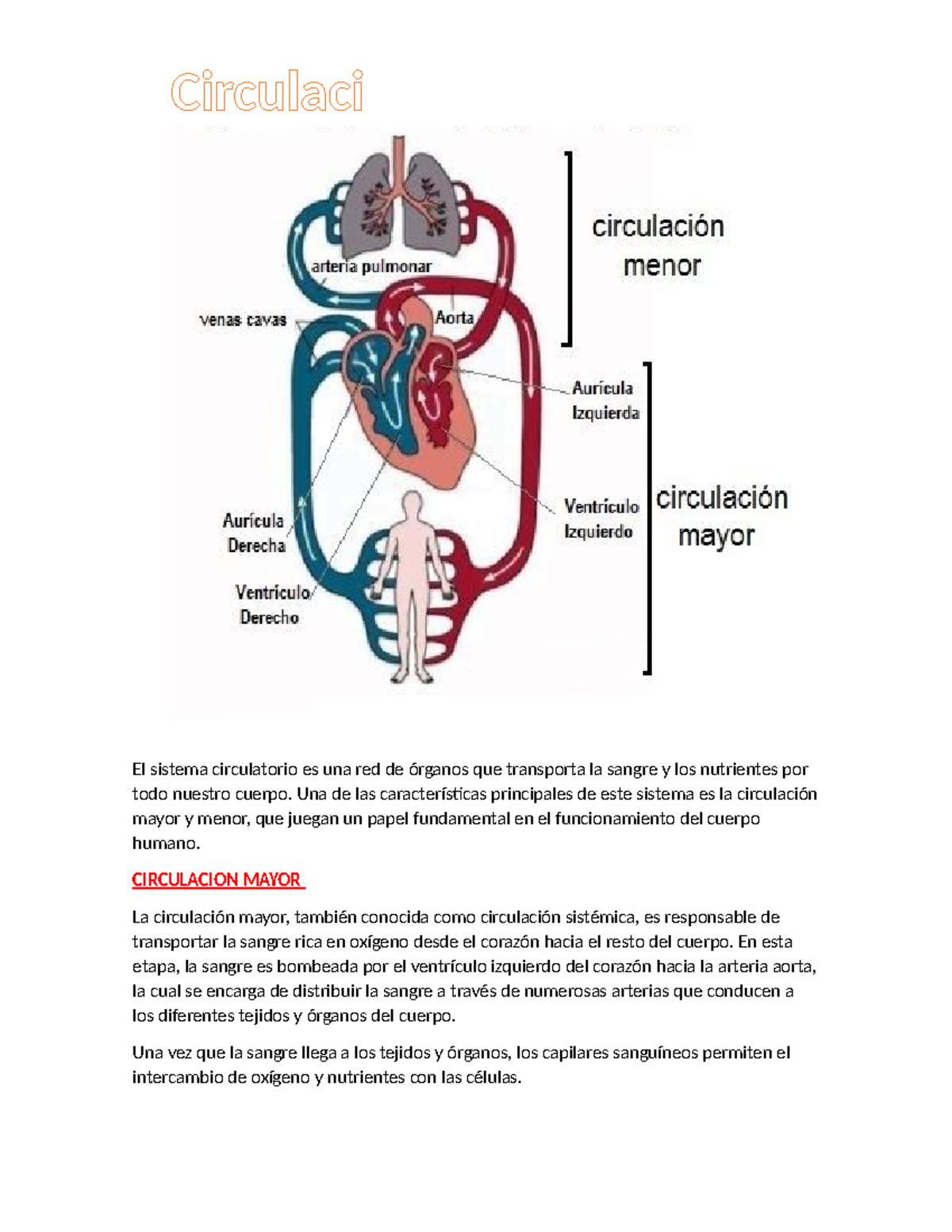 Circulación Mayor y Menor: Fundamentos del Sistema Circulatorio - Studocu
