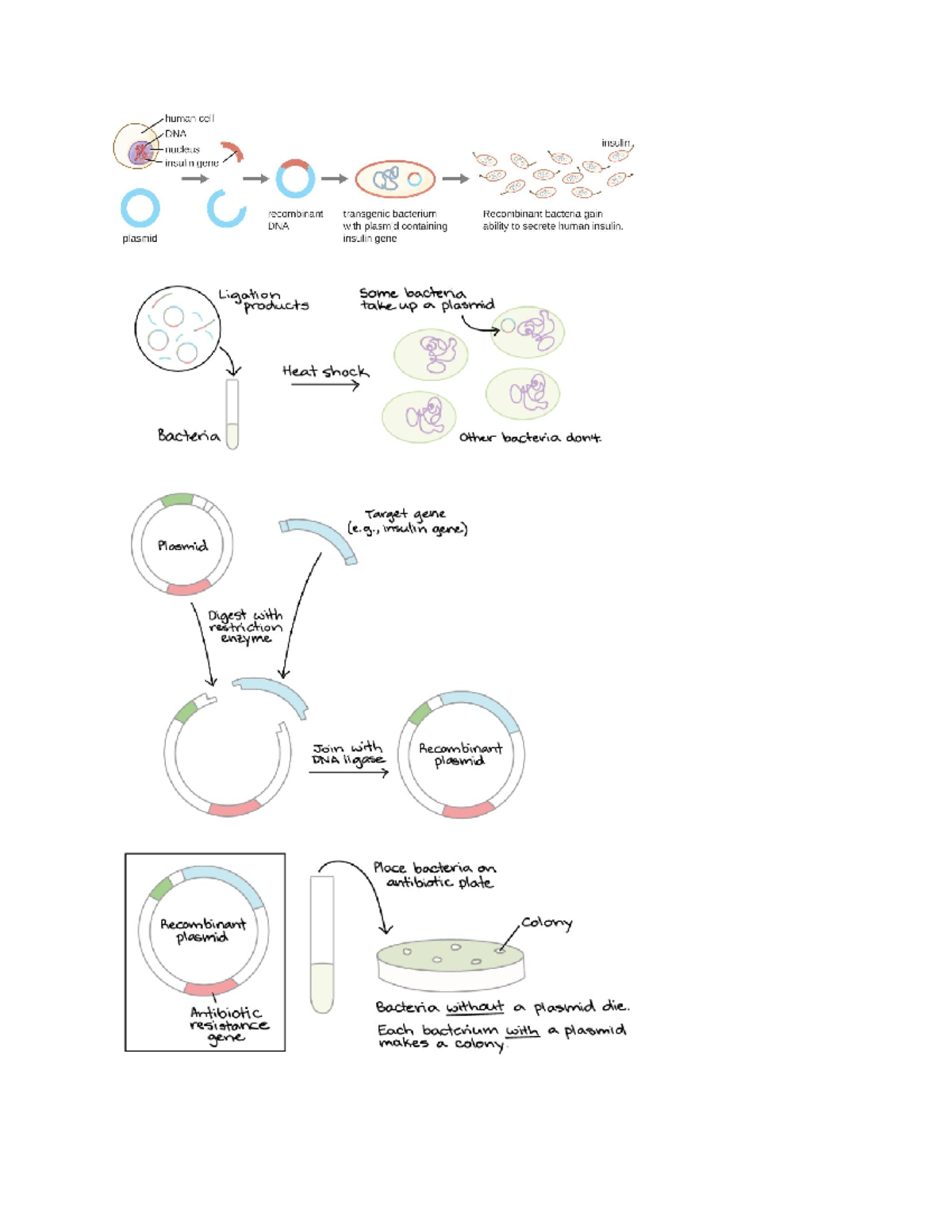Biology - Biotechnology: Recombinant DNA and Human Insulin Production ...