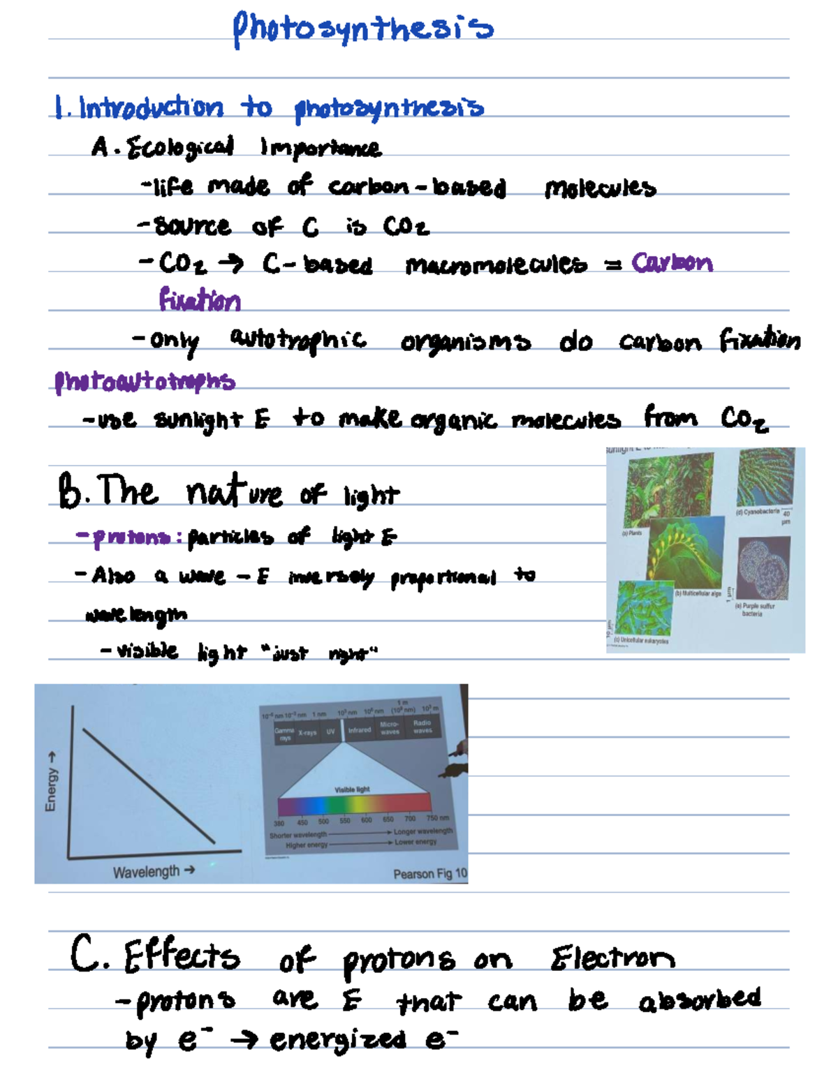Lecture 8 - Photosynthesis Overview and Mechanisms - Studocu