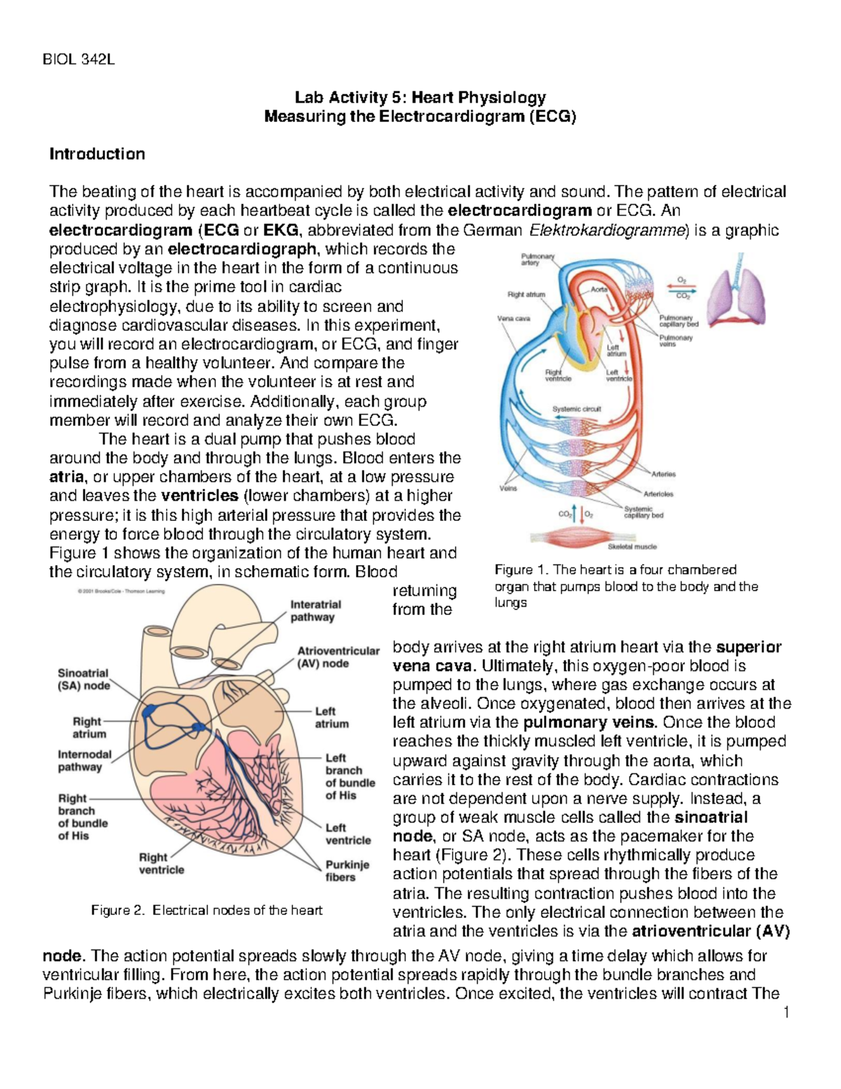 Lab Activity 5: ECG Analysis of Heart Physiology in BIOL 342L - Studocu