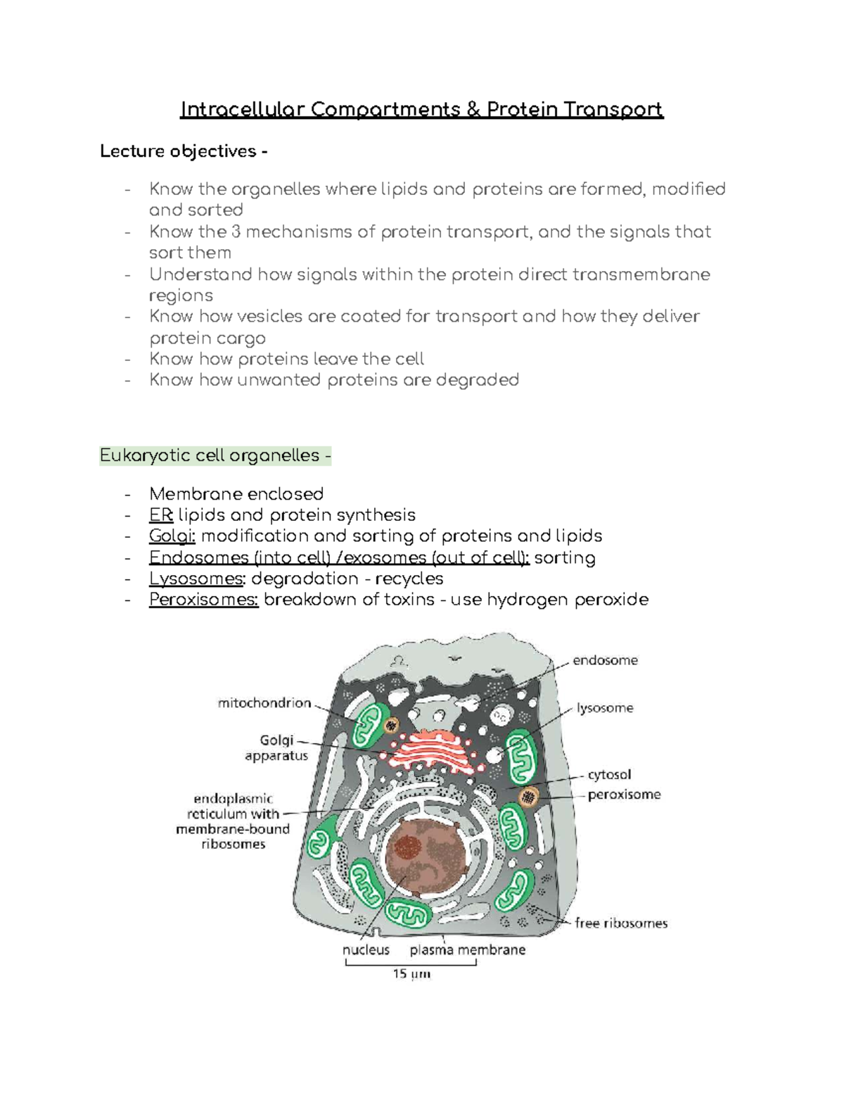 Intracellular Compartments & Protein Transport - Lecture Notes - Studocu