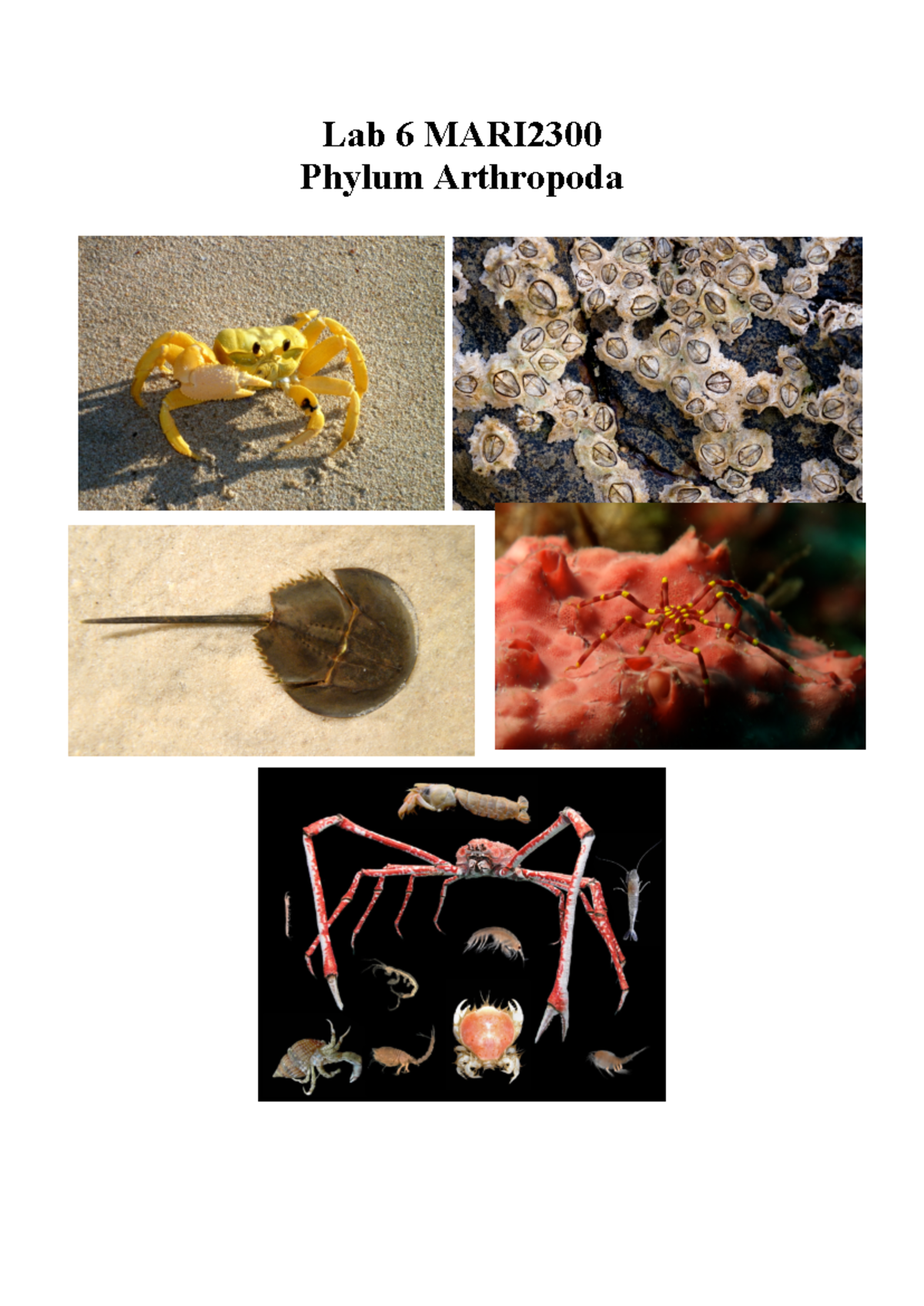 Lab 6 MARI2300-2 - Lab 6 MARI Phylum Arthropoda PHYLUM ARTHROPODA Work ...