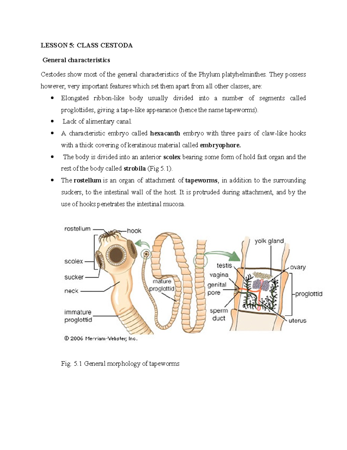 L5: Cestoda - General Characteristics and Biology of Tapeworms - Studocu
