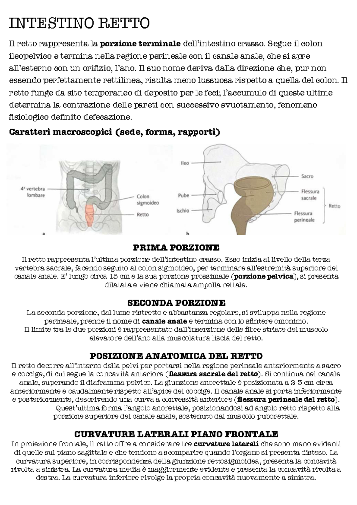 Riassunto Completo di Anatomia del Retto e Funzioni Fisiologiche - Studocu