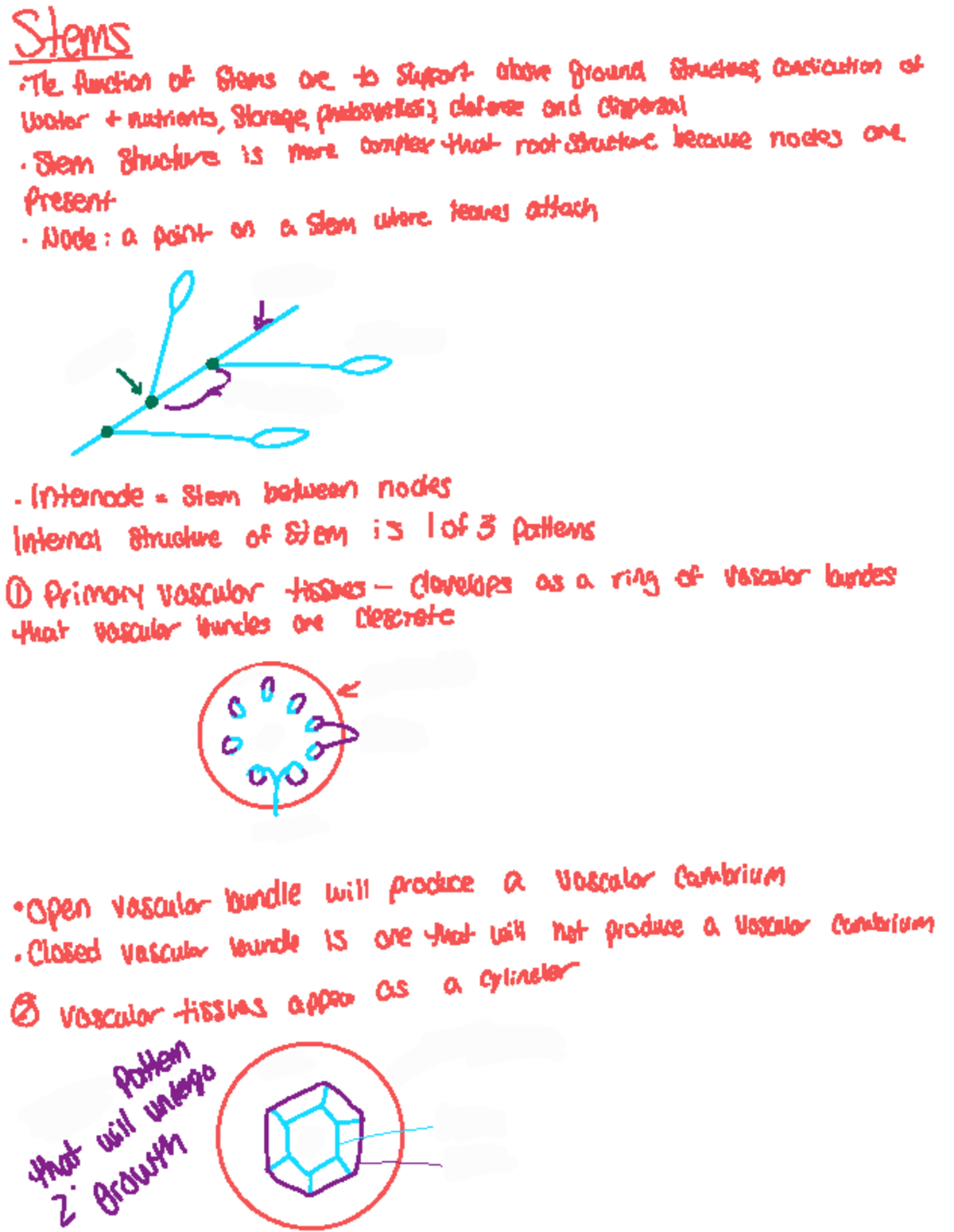 Exam 2 Lecture Notes pdf - Stems ·The function of stems are to support ...