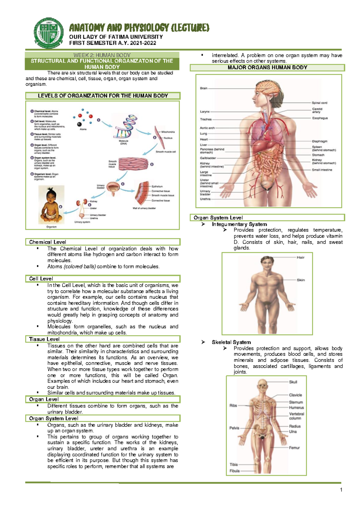 ANATOMY AND PHYSIOLOGY (LECTURE) WEEK 2: STRUCTURAL & FUNCTIONAL ...