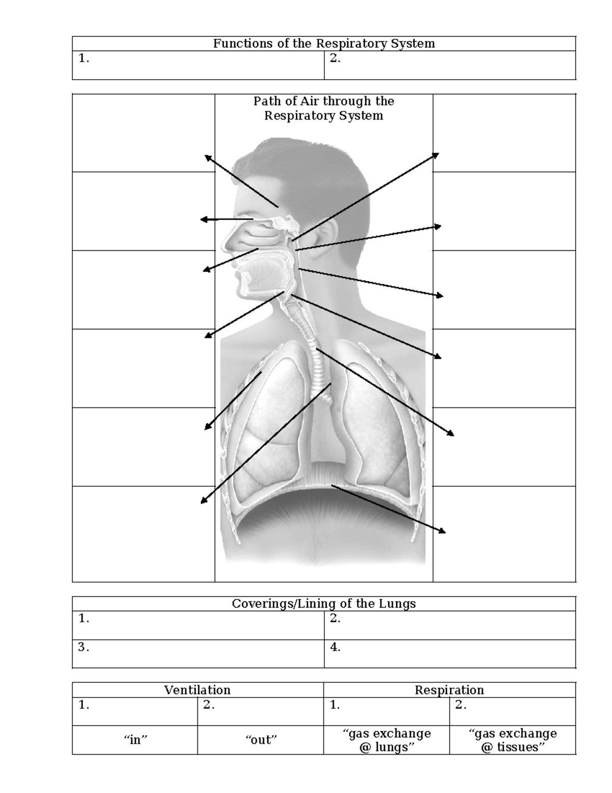 Ch 13 Handout Respiratory - Functions of the Respiratory System Path of ...
