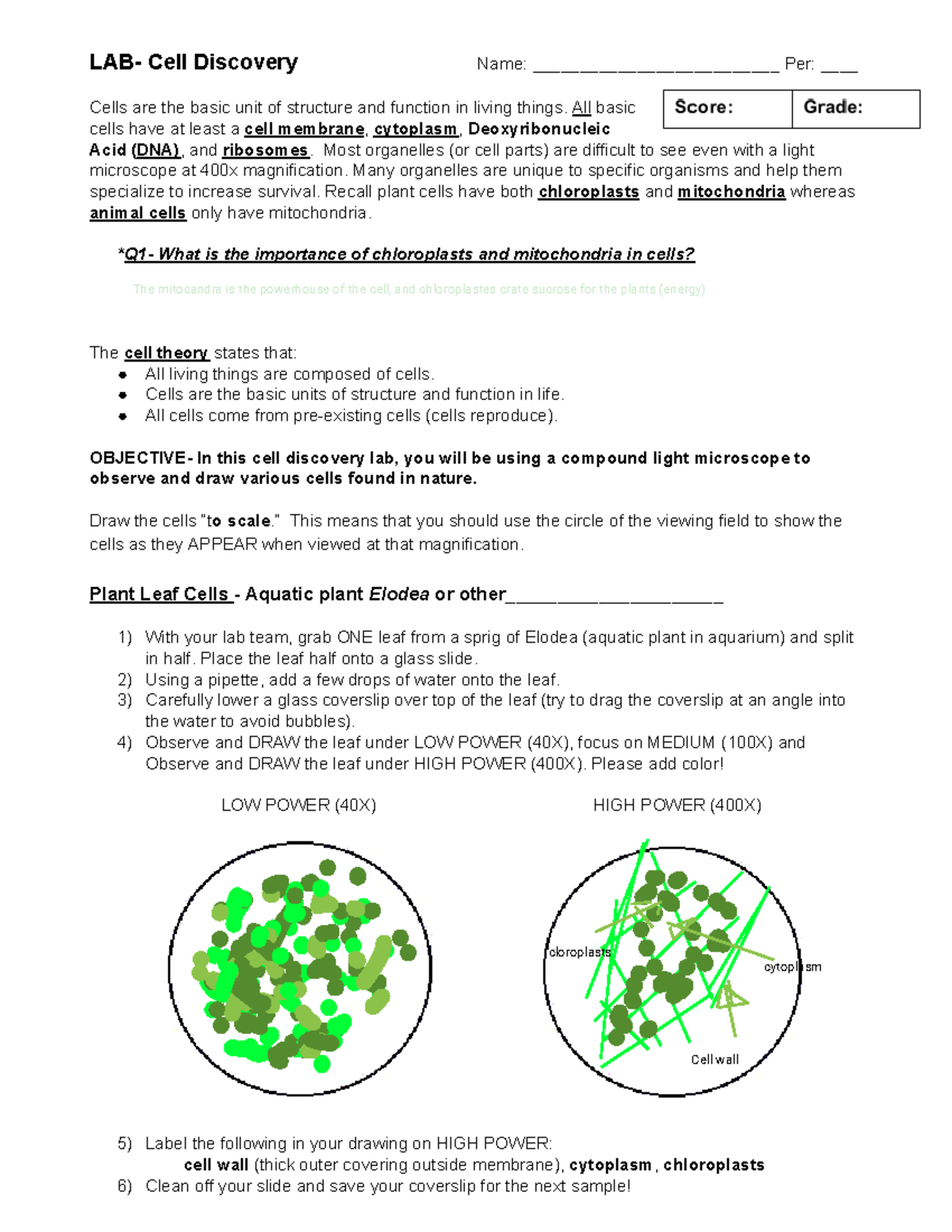 LAB- Final Exam Notes on Cell Discovery & Observations - Studocu