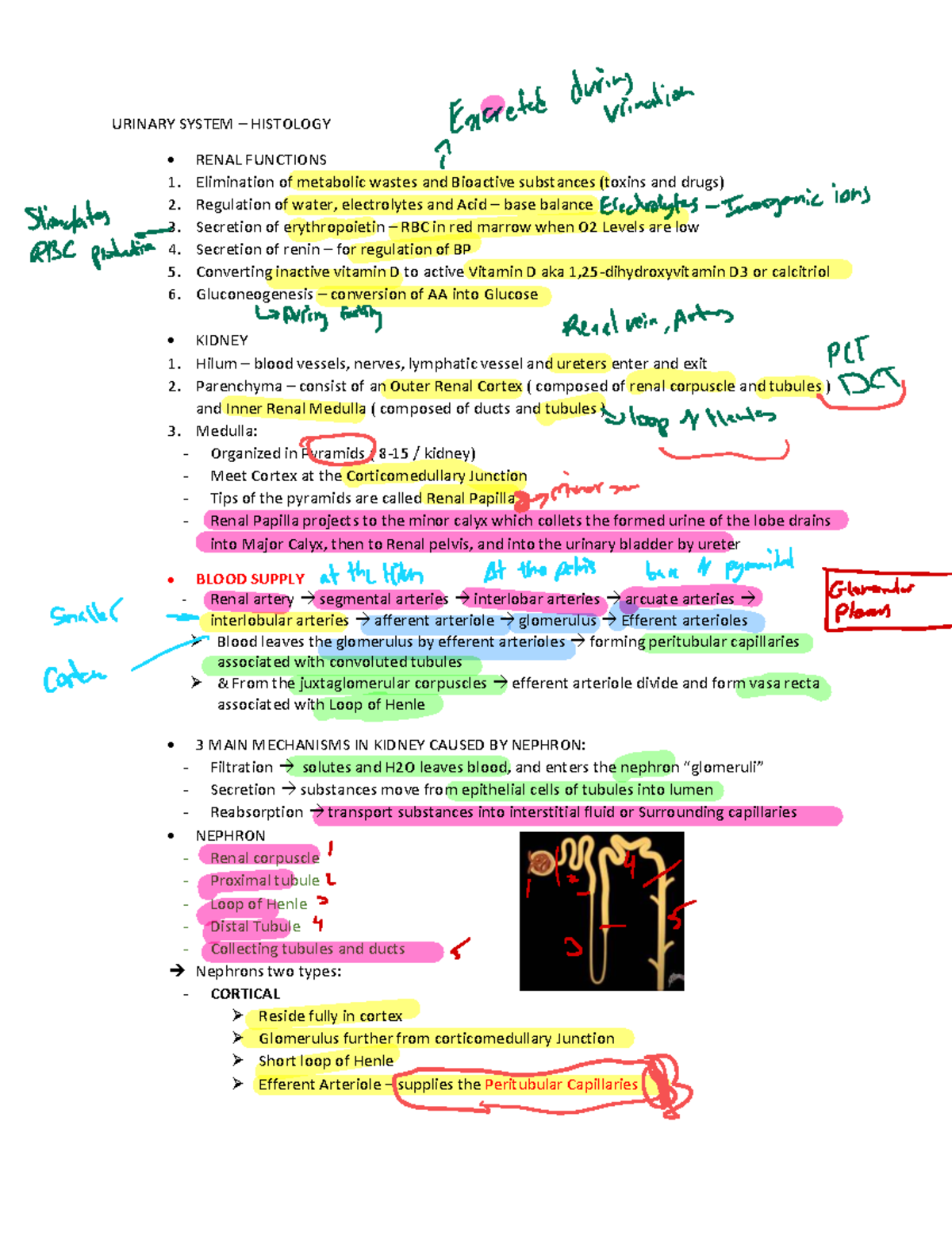 URINARY SYSTEM HISTOLOGY: Comprehensive Study Notes - Studocu