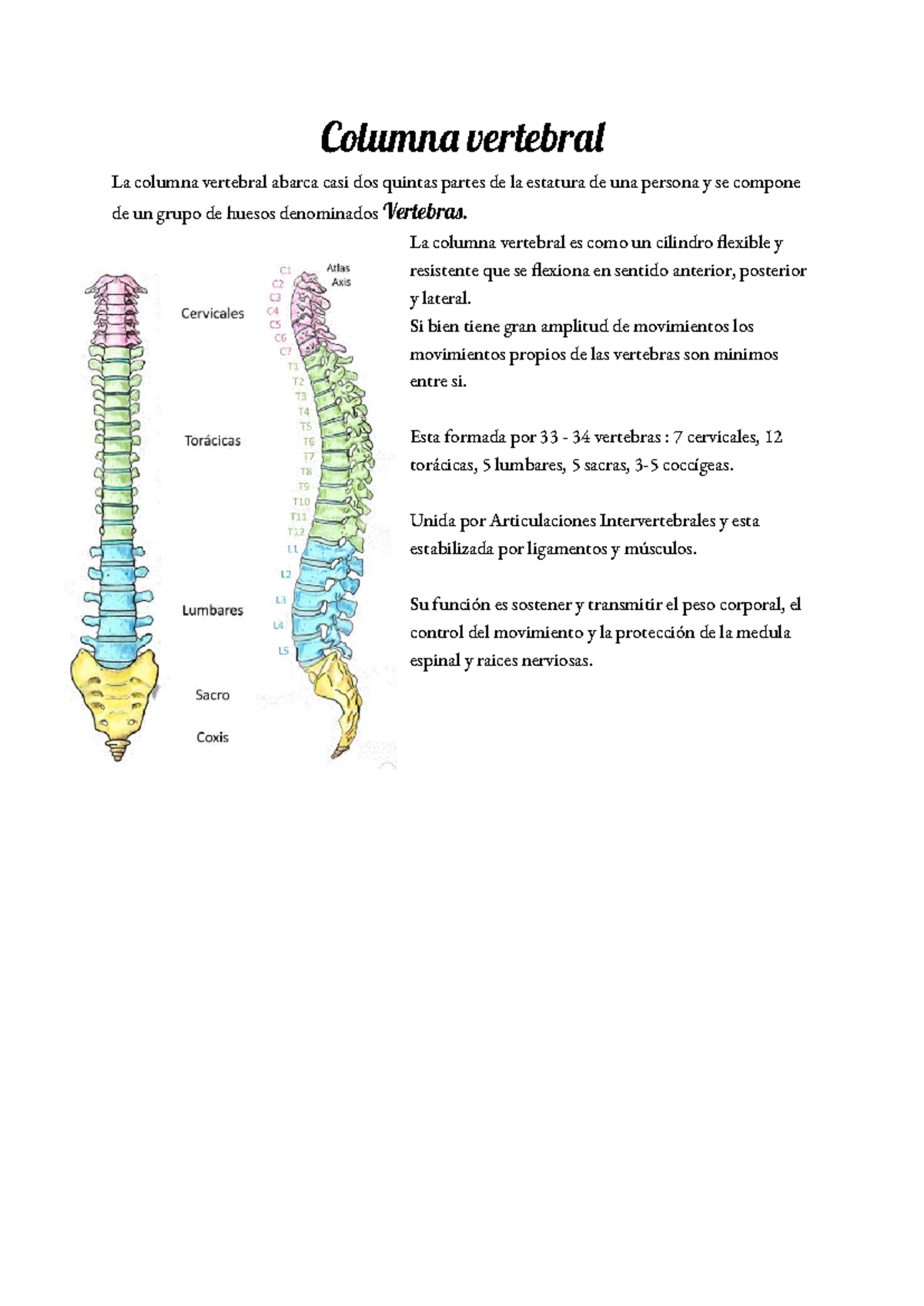 Anatomía de la Columna Vertebral: Estructura y Funciones - Studocu
