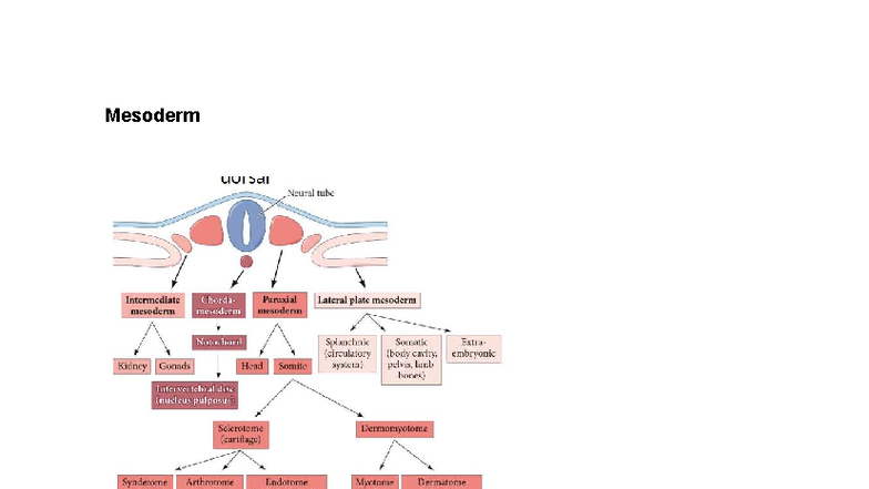 Developmental Bio 3338: Paraxial Mesoderm and Somite Formation Insights ...