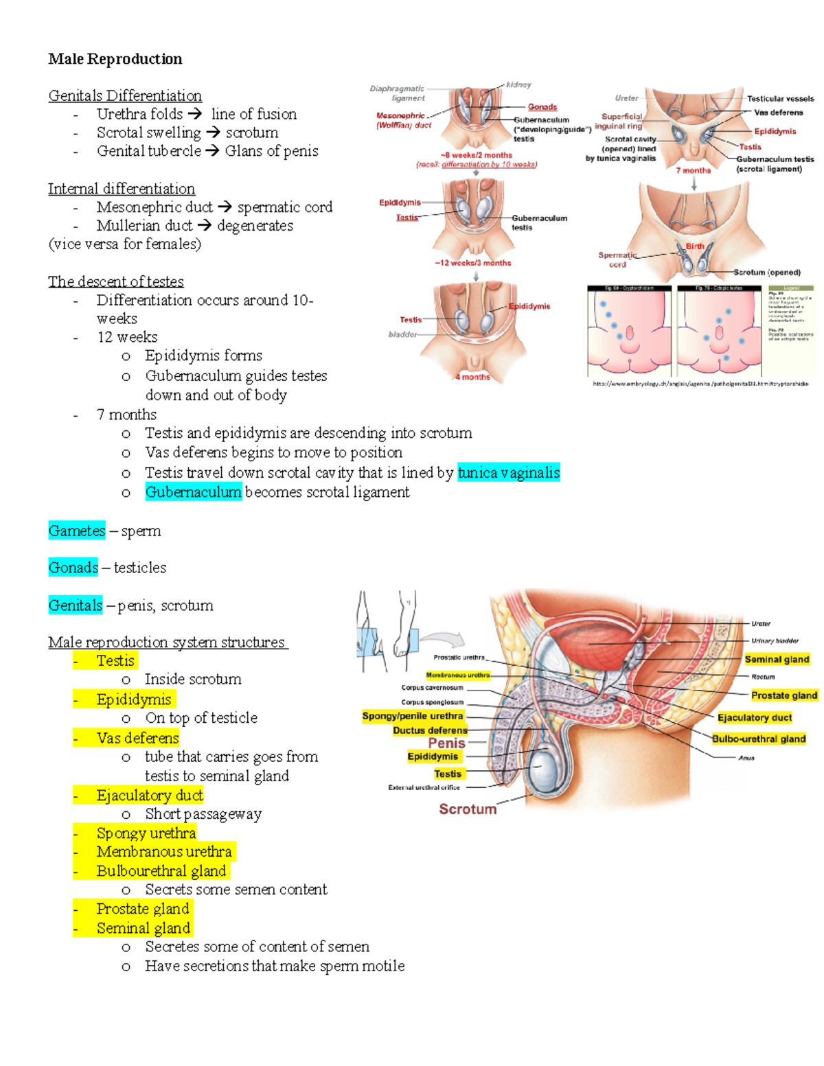 Male Reproduction - Full summary of lectures + study tricks ! - Male ...