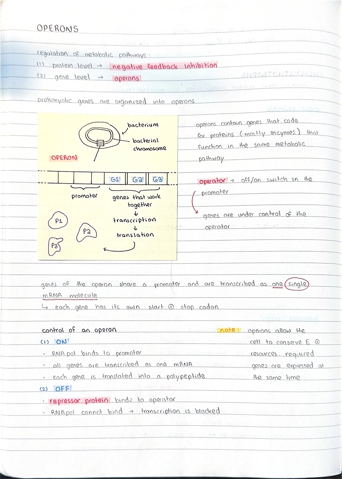 Control of Gene Expression: Operons and Regulation Mechanisms - Studocu