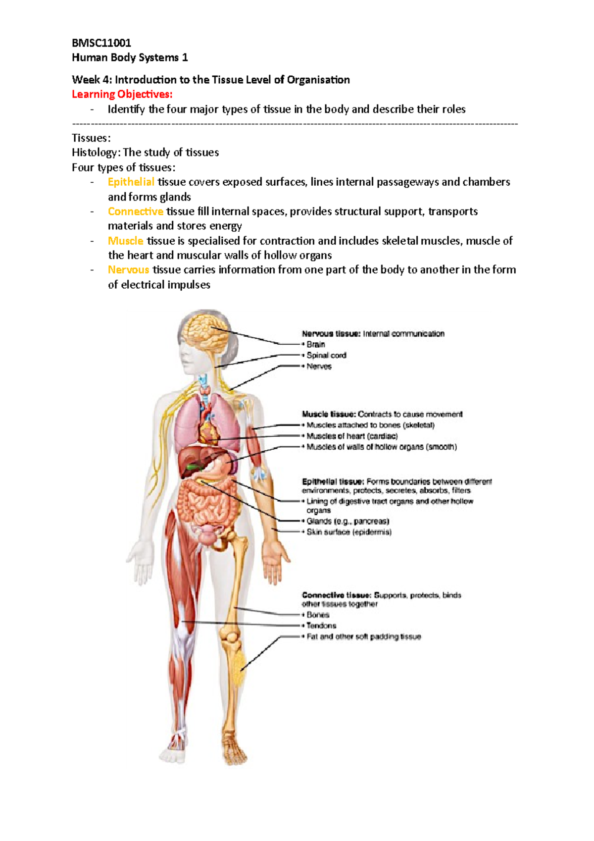 Week 4 - Lecture Notes Part 1 - Human Body Systems 1 - Human Body ...