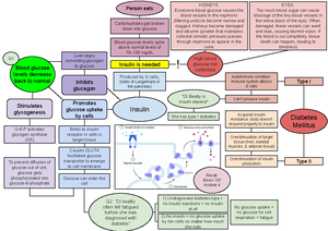Biosci 107 midterm cheat sheet - SIMPLE squamous (filtration, diffusion ...