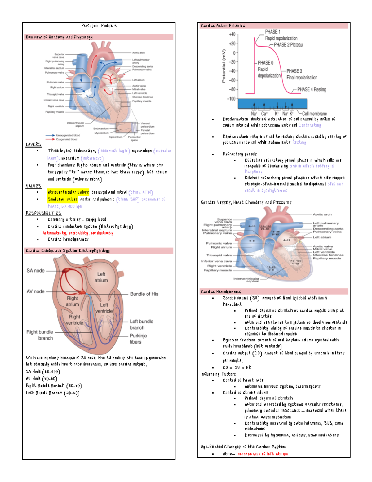 PERFUSION LECTURE NOTES: ANATOMY, PHYSIOLOGY & CARDIAC CARE - Studocu