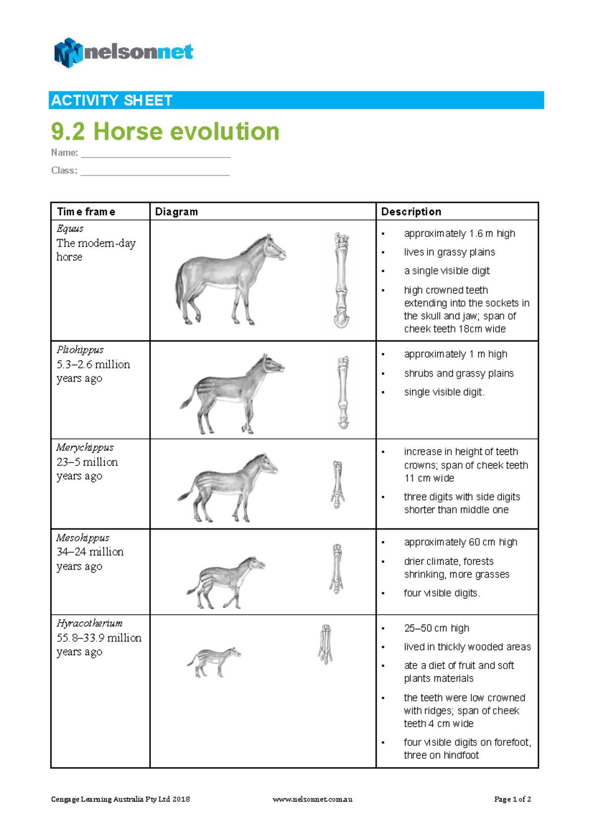 ACTIVITY SHEET 9.2: Horse Evolution Overview and Diagram - Studocu