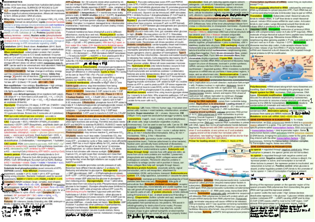 Biosci 101: Final Exam Bioenergetics & Photosynthesis Cheat Sheet - Studocu