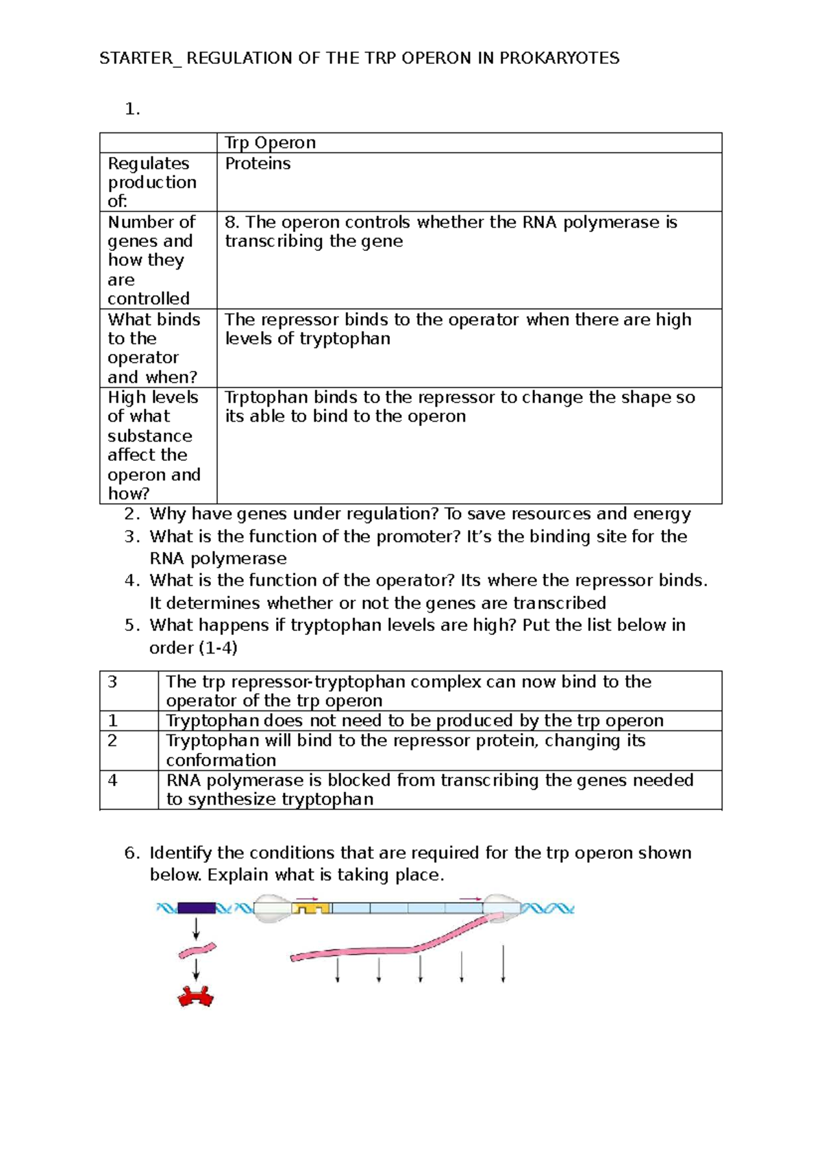 Regulation of the Trp Operon in Prokaryotes: Key Concepts & Functions ...