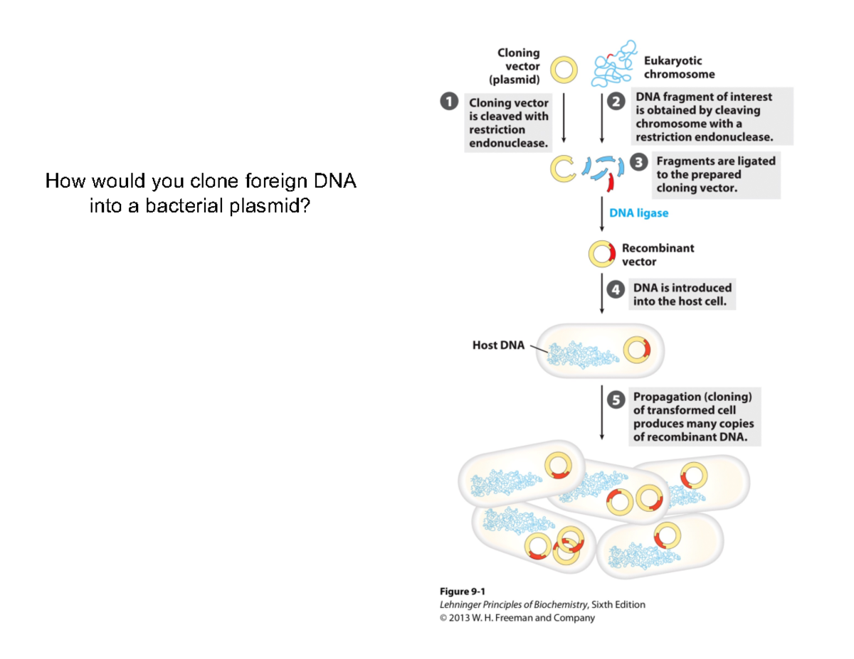 Lecture 2: Cloning Foreign DNA and Polymerase Chain Reaction Techniques ...