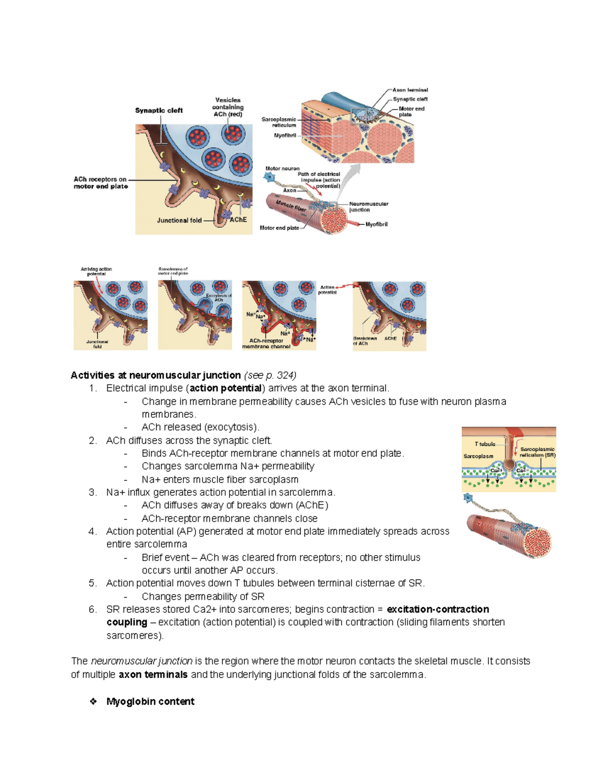 Neuromuscular Junction Overview: Mechanisms of Muscle Contraction ...