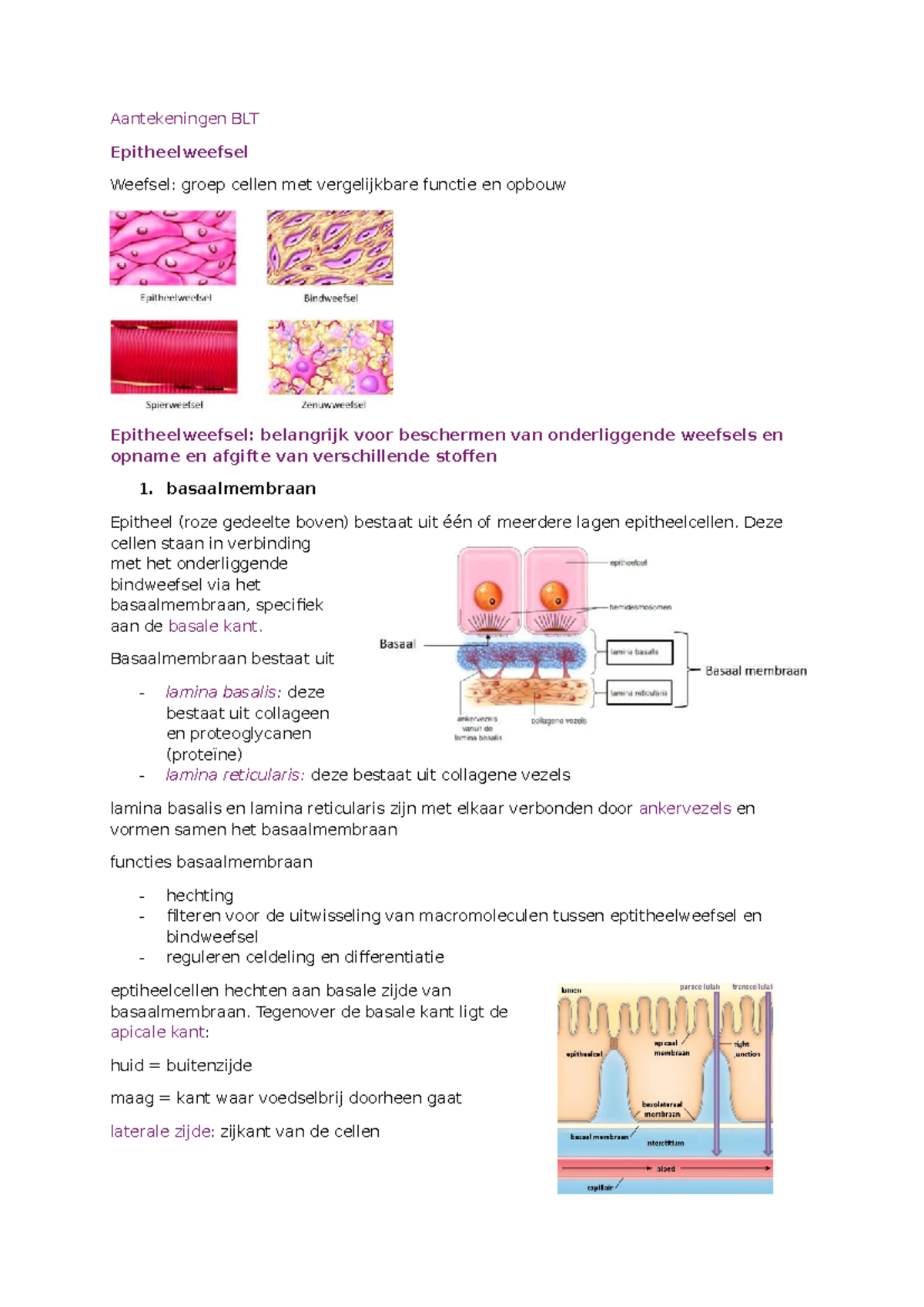Aantekeningen BLT - Epitheel- en Bindweefselstructuren Samenvatting ...