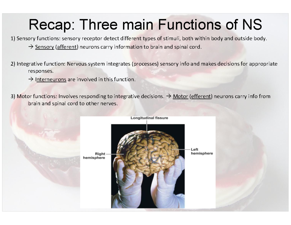 Nervous System Functions and Brain Anatomy Overview (NS 1) - Studocu
