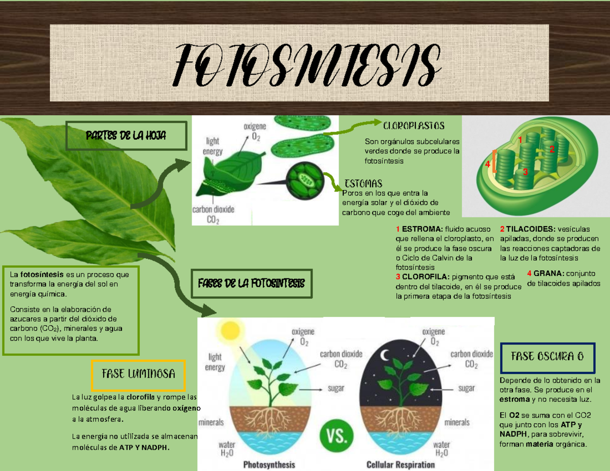 Infograf a de Fotosintesis FOTOSINTESIS - Thumb 1200 927 