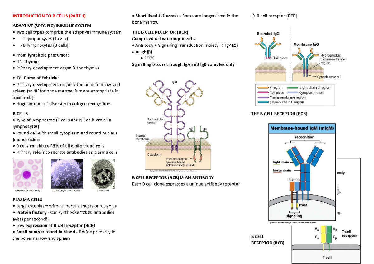 B Cells Lecture Notes (Part 1 & 2) - Immune System Overview - Studocu