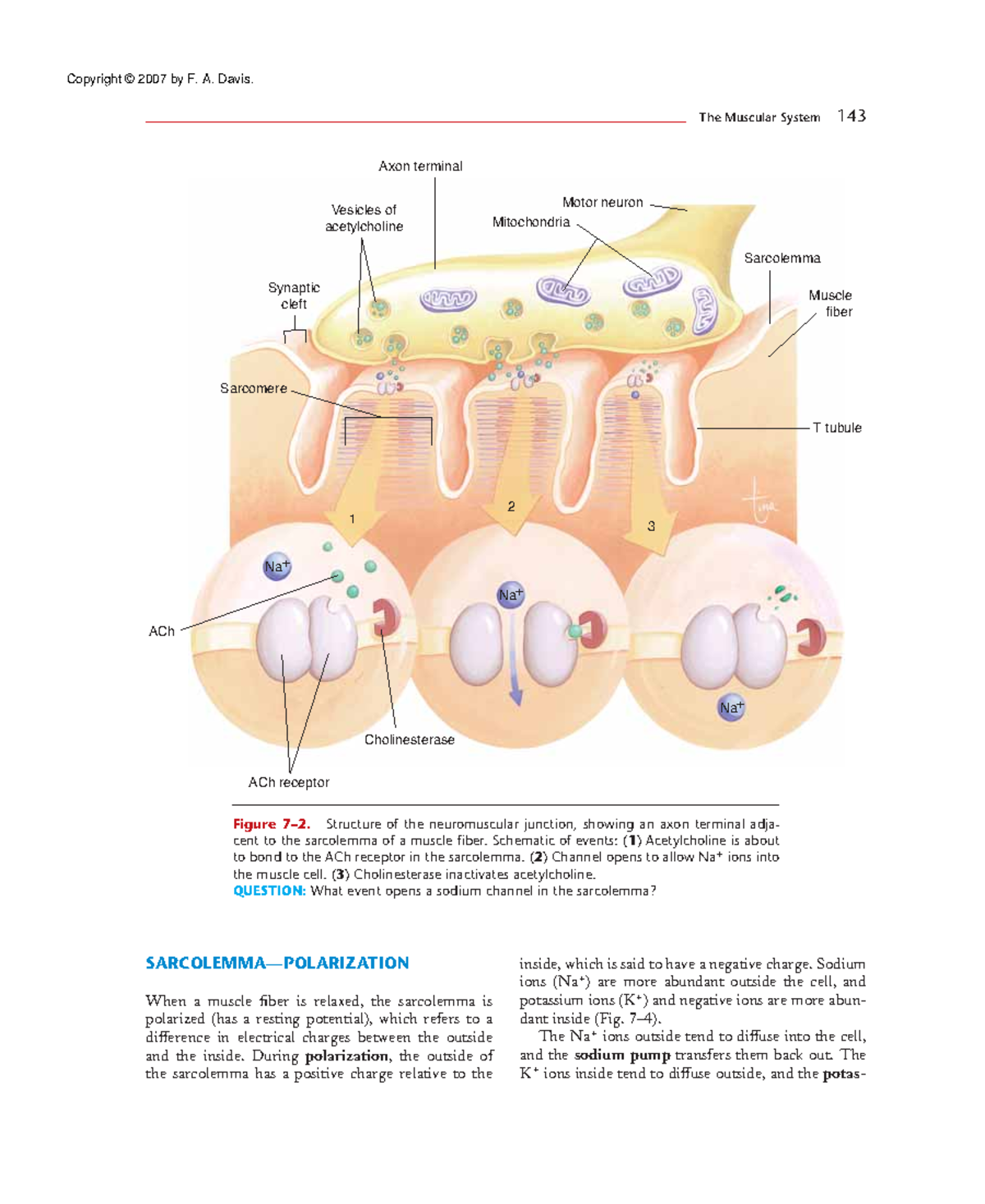 Anatomy and Physiology (17): Sarcolemma and Muscle Contraction ...
