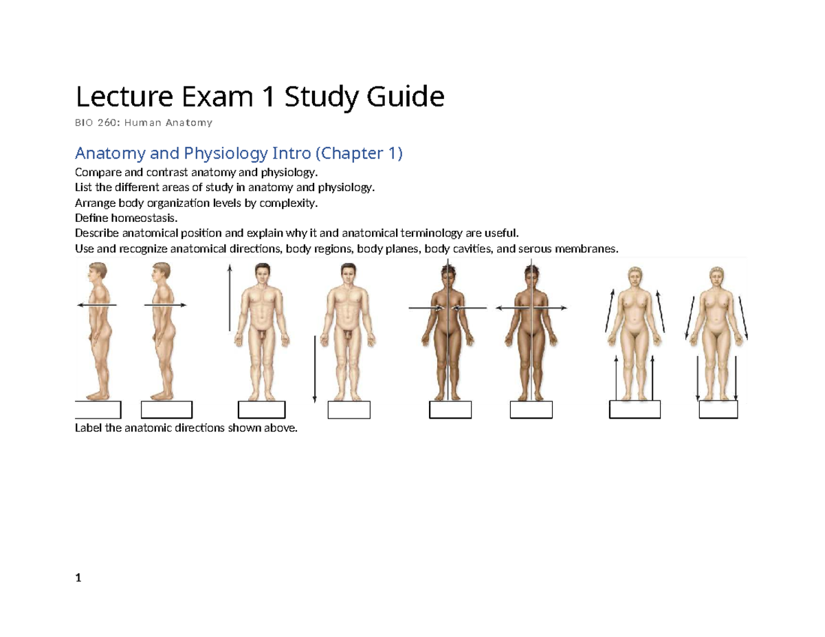 BIO 260: Exam 1 Study Guide for Human Anatomy & Physiology - Studocu