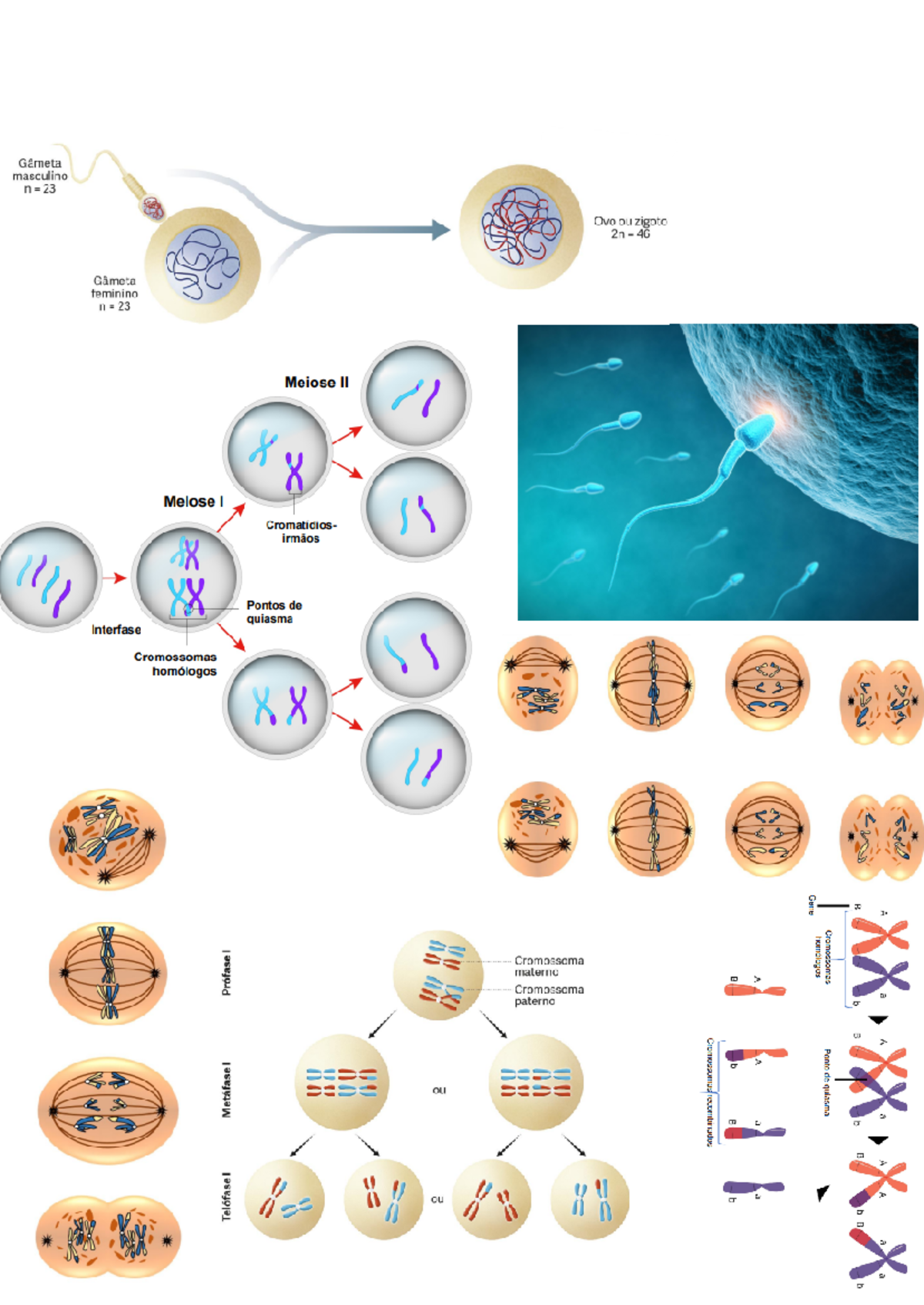 REP. Sexuada BIO - .ll.... - Biologia e Geologia - Studocu
